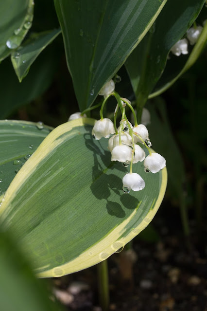 Convallaria majalis 'Hofheim'