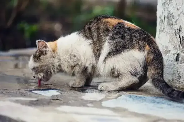 Unowned stray cats