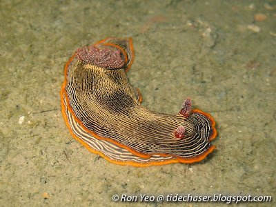 Chromodoris lineolata