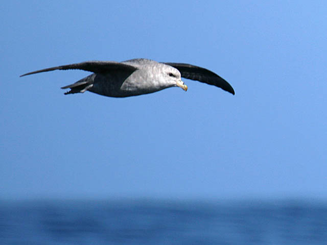 Figure 5: The pointed wings of Northern Fulmars are gently arched.