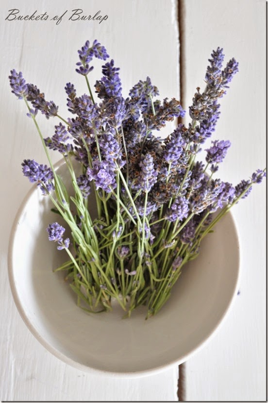 lavender 1