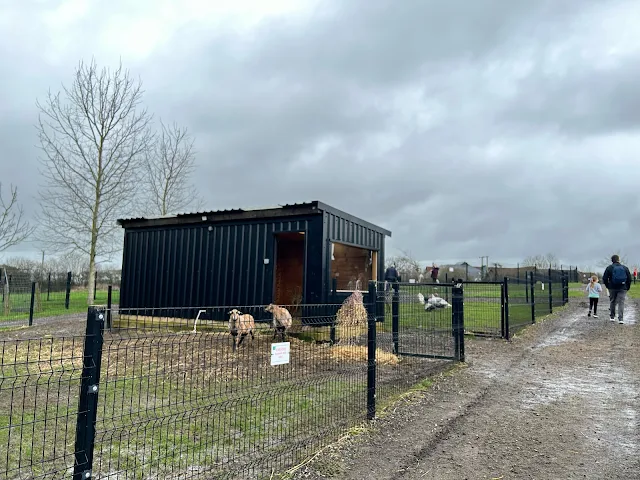 A muddy path with a large enclosure with sheep in