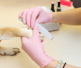 Close up of a dog having their nails filed with an emery board