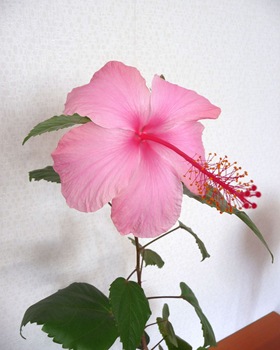 013 korr Hibiscus Daniel Grankvist