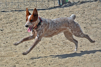 working Australian cattle dog