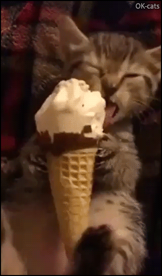 Funny Kitten GIF • Summer time means ice cream time for this funny Kitty