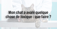  Mon chat a avalé quelque chose de toxique : que faire ?