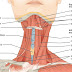 31+ Nama Anatomi Leher