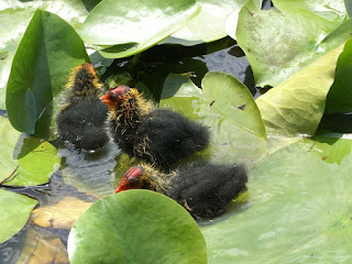 Fulica atra - Foulque macroule 