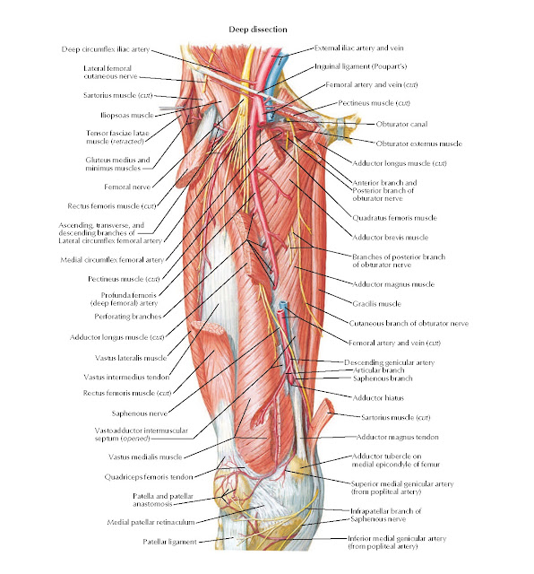 Arteries and Nerves of Thigh: Anterior Views Anatomy