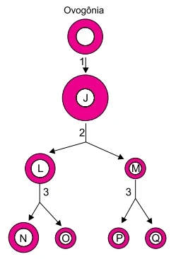 Analise o esquema que representa uma ovogênese humana sem mutações, processo que origina um gameta funcional.