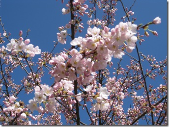 Springtime 096
