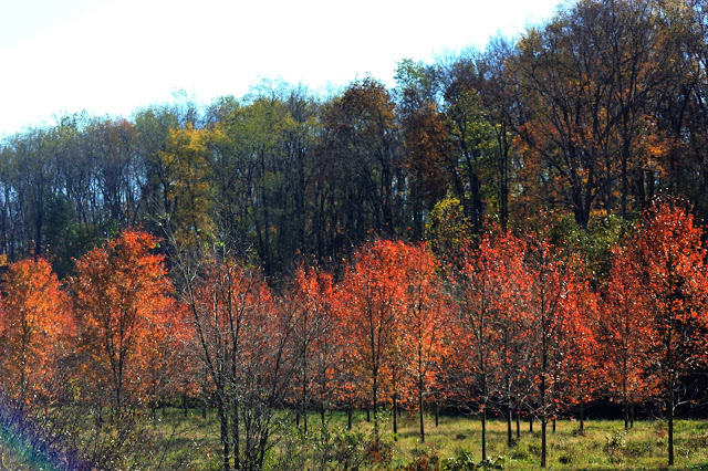 Young saplings change their colours for fall. brilliant reds