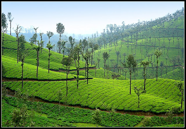 Valparai 2