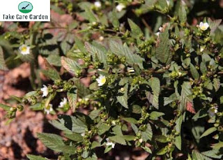 Vassoura Sida SP: A Threat to Agricultural Crops