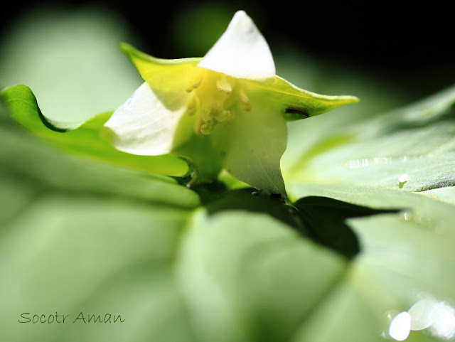 Trillium tschonoskii