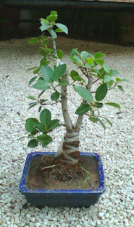 ficus panda bonsai