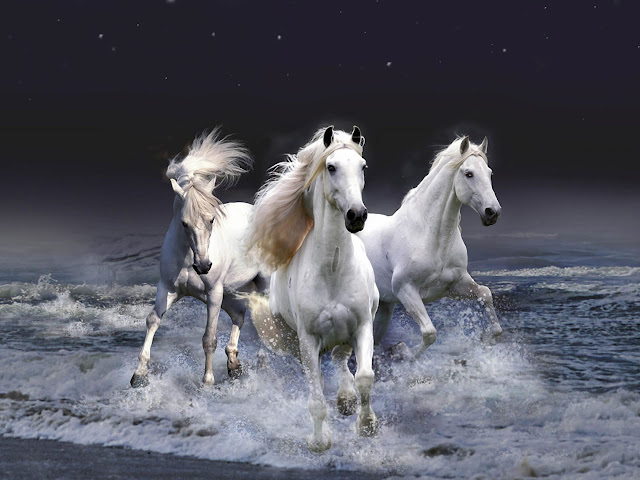 Beautiful Cute White Horse Pictures / Photos / Wallpapers / Running Horse