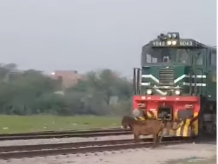 horse crash by a train