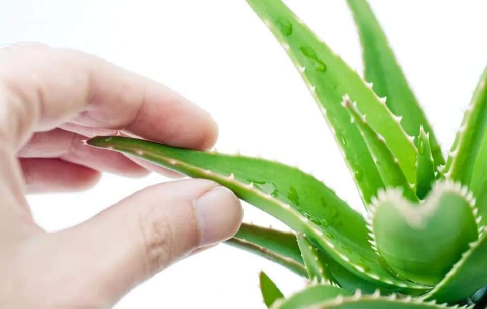 Nine health benefits and medical uses of Aloe vera