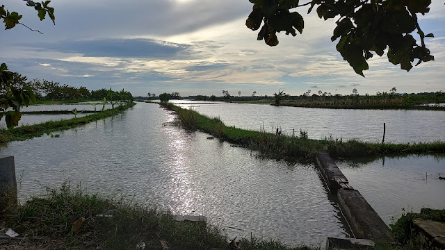 Sawah desa