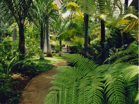  Desain Taman Bergaya Tropis tempatinggal