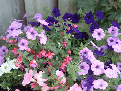 p[Photo: planter with Petunia and Fuchsia.]