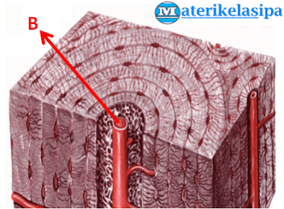 Contoh soal gambar struktur jaringan tulang