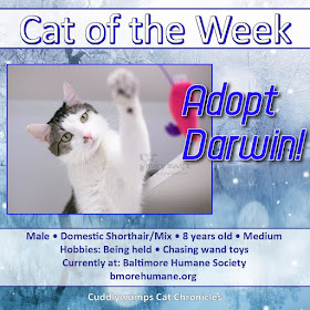 Cat of the Week: Adopt Darwin!