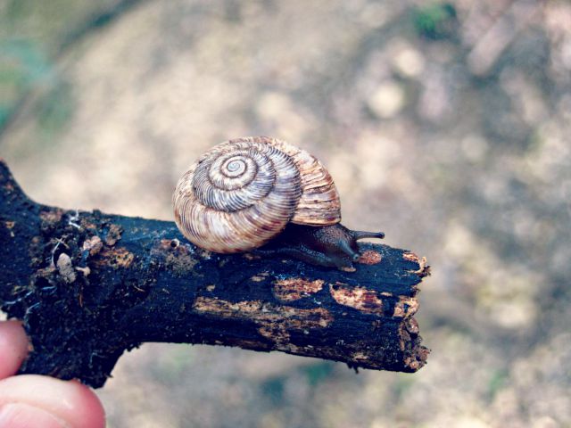 Small snail on a branch