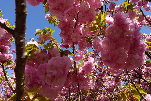 別所川渓流植物園　ヤエザクラ（八重桜）