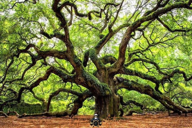 Discover the Most Unique Trees in the World: Fascinating Facts