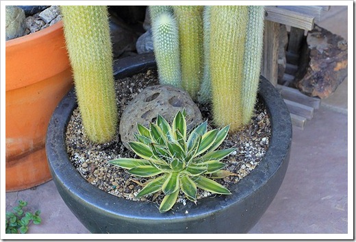 120630_Agave-Shira-ito-no-Ohi
