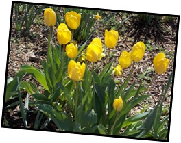 Daffodils