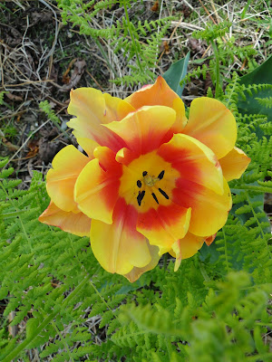 Yellow Pink Tulips Wallpapers