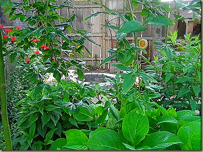 DSC00710