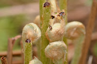 Cinnamon fern