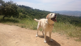 Kenzie con la boca abierta y corriendo en la montaña. Feliz