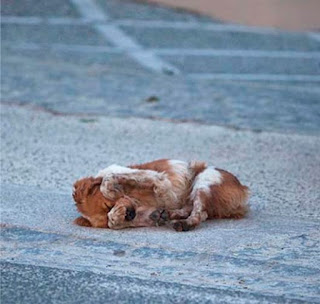 Después de más de una hora nadie le echó  al perrito nada de comer y se desespera,  se tapa los ojos. Al día siguiente fuimos  a buscarlo para intentar llevarnoslo,  no pudimos porque ya no estaba,  no sabemos que le pasó, ojalá no se  lo llevara la perrera para matarlo.