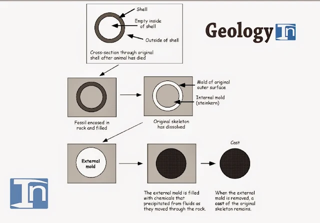 Types of Fossils Preservation