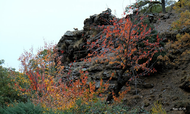 Cabras montesa, Dehesa del Camarate, Bosque encantado de Lugros