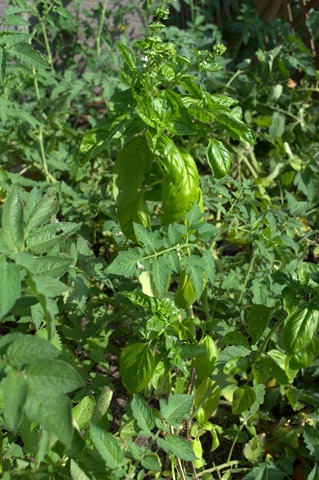 Basil Aug 8