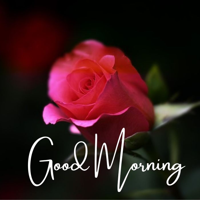 Good Morning Red Rose Images