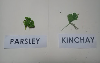 parsley for miscarriage /abortion /delayed menstruation / period