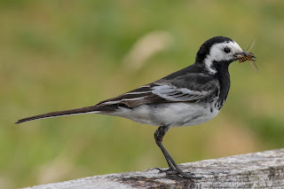 Pied Wagtail DFBridgeman