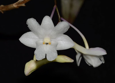 Dendrobium foxii care and culture