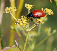 Escarabajo rojo del chopo (Chrysomela populi).