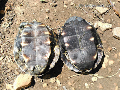 Mauremys rivulata - Western Caspian Turtle