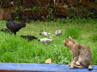 cat looking at chickens