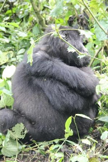 Gorilla Trekking Tour To book